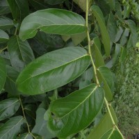 Glochidion zeylanicum var. tomentosum (Dalzell) Trimen